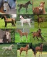 /album/photos-de-chevaux-poneys-anes-/poulains-de-toute-sorte-jpg/